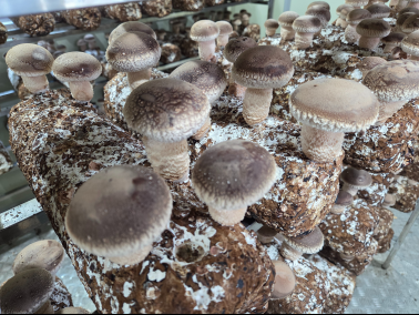 버섯 재배 스마트팜